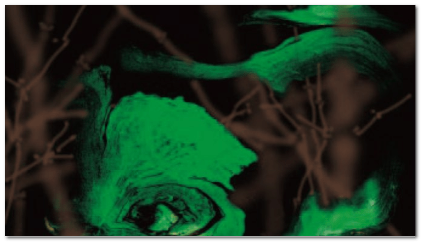 H.H.第三世多杰羌佛藝術西畫欣賞 －紫竹林中的香絲瓜