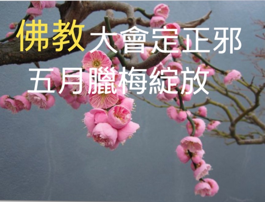 佛教大會定正邪 五月臘梅綻放