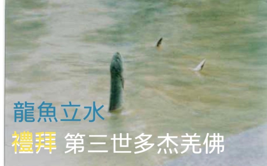 龍魚立水禮拜 三世多杰羌佛