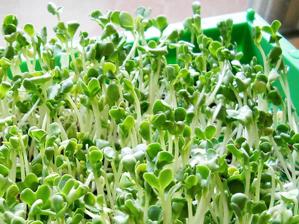 不負好食光 – 新素食