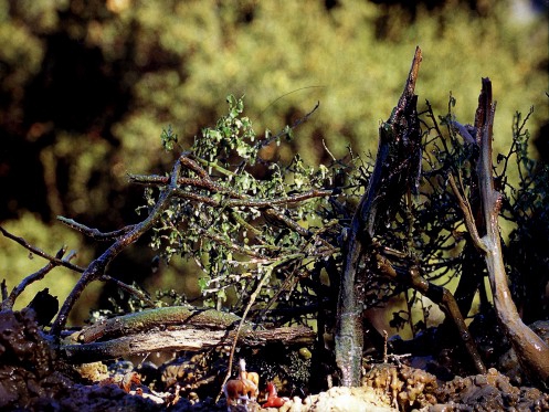 摩訶法王升座  佛教大德群聚  公平採砂落位