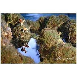 摩訶法王在舊金山華藏寺傳時輪金剛中精髓的時輪禪甚深佛法