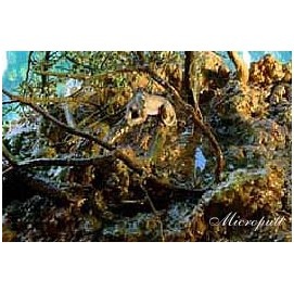 摩訶法王在舊金山華藏寺傳時輪金剛中精髓的時輪禪甚深佛法