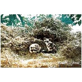 摩訶法王在舊金山華藏寺傳時輪金剛中精髓的時輪禪甚深佛法