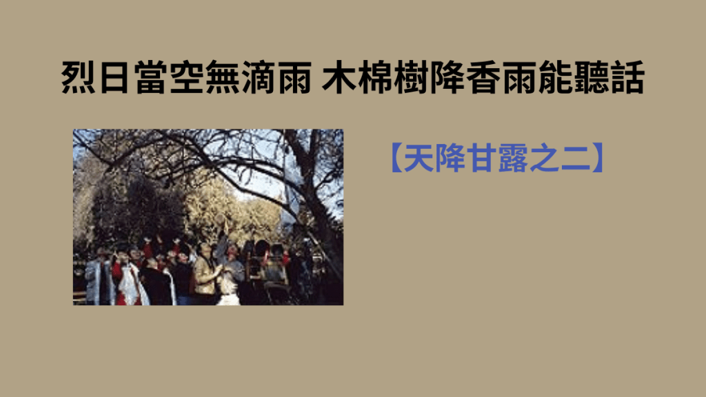 烈日當空無滴雨 木棉樹降香雨能聽話【天降甘露之二】