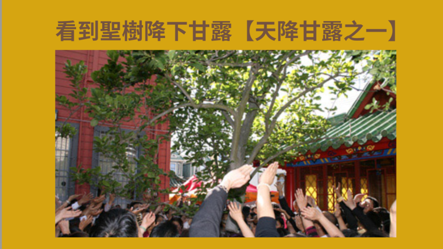 看到聖樹降下甘露【天降甘露之一】